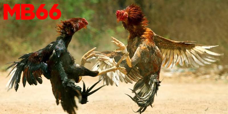 Lịch Sử và Sự Phát Triển Của Đá Gà Mb66