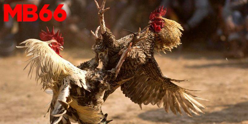 Kỹ Thuật Chiến Đấu Trong Đá Gà Mb66